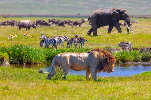 safari