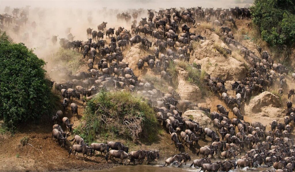 wildebeest