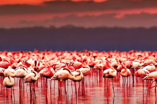 lake natron flamingo