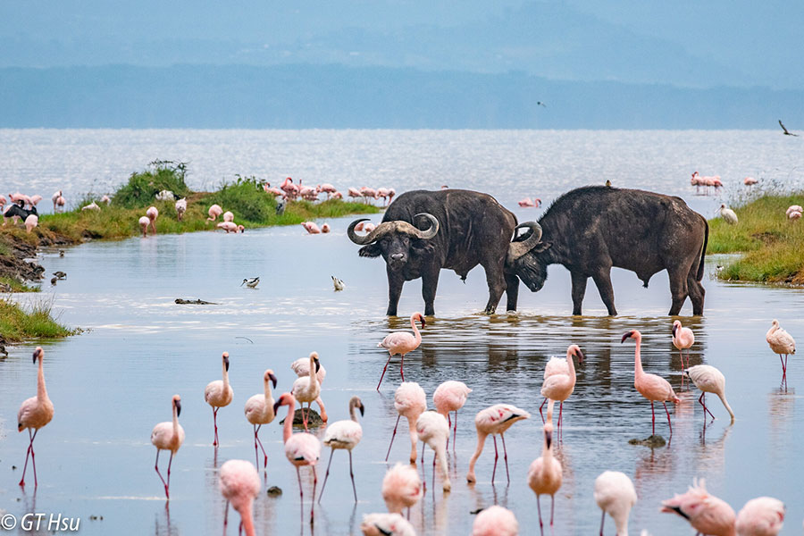 Lake Nakuru