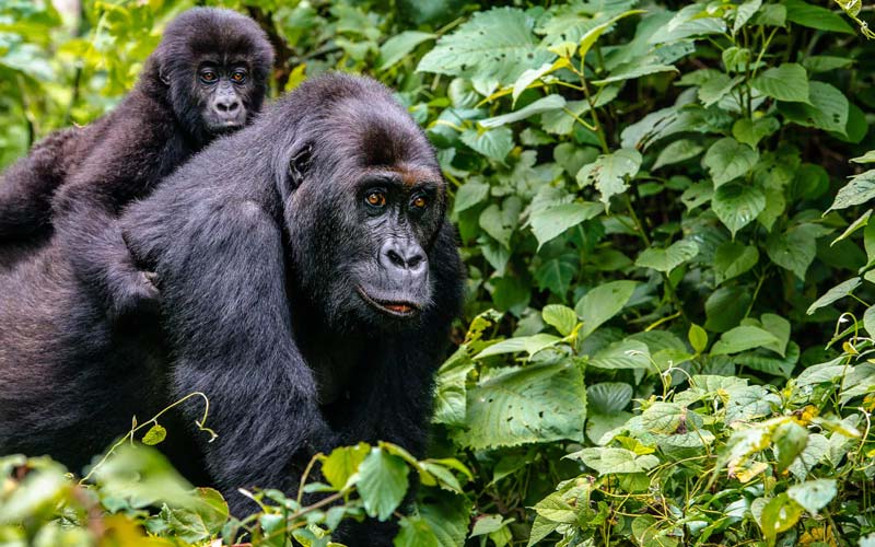 Gorilla Trekking Safari