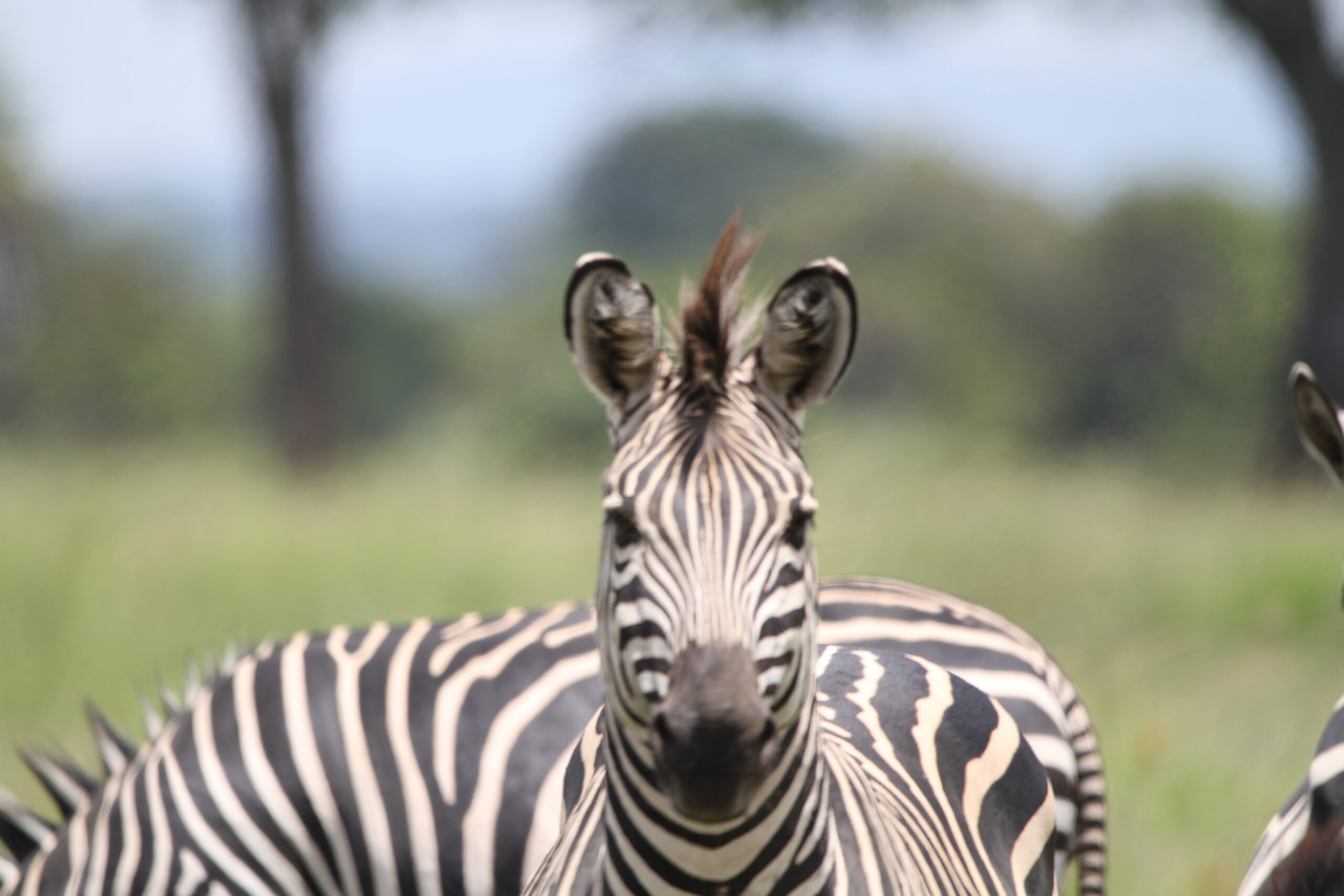 Tanzania Safari