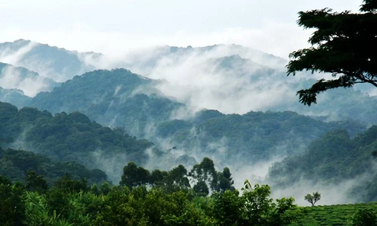 Bwindi National Park