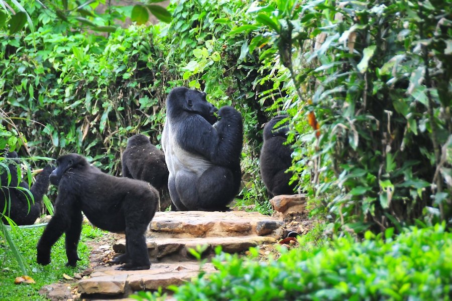 Bwindi National Park