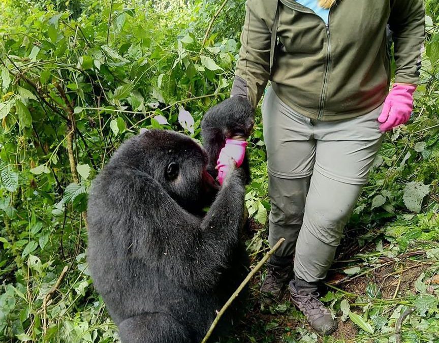 Bwindi National Park