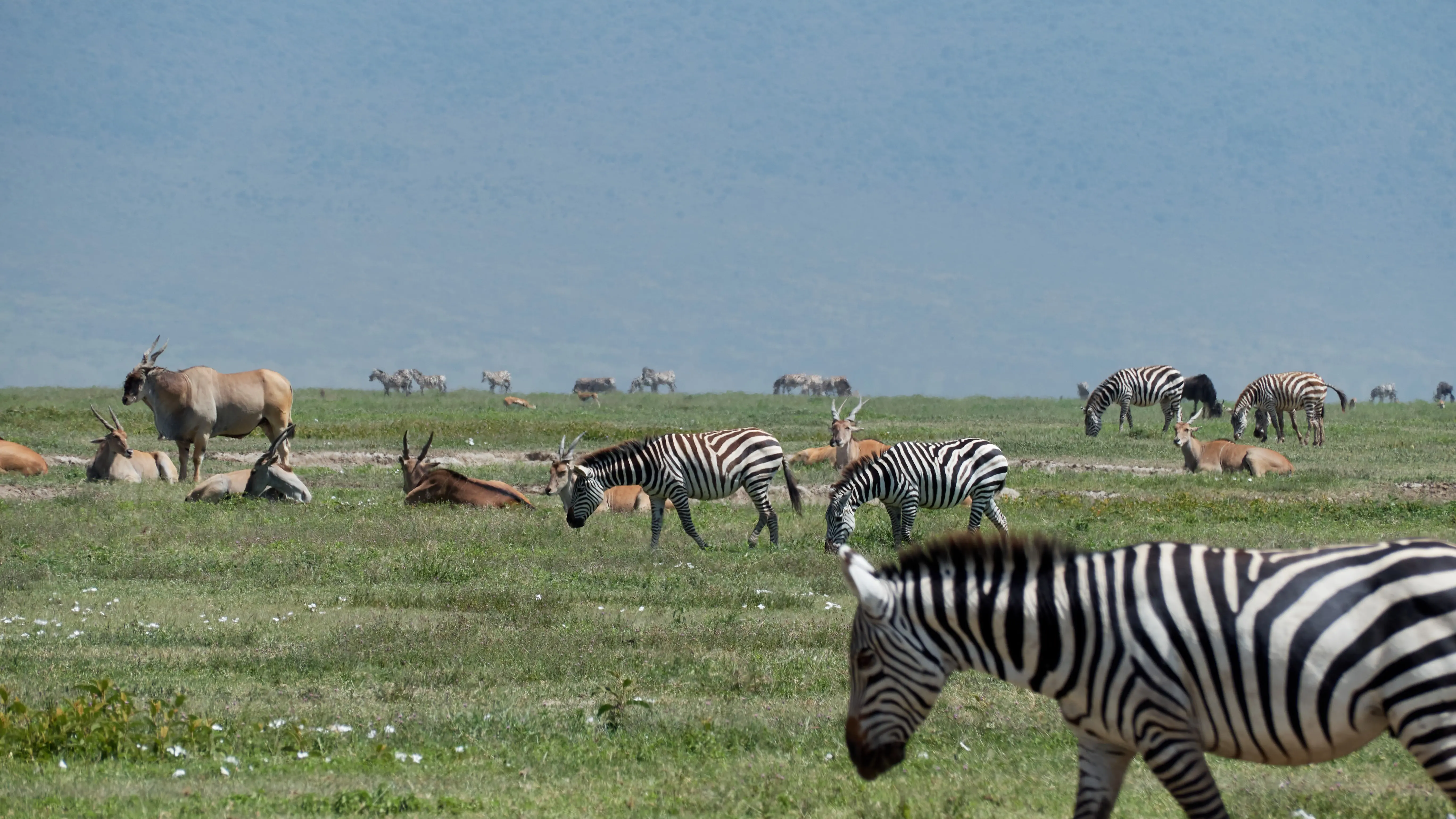 tanzania luxury safari