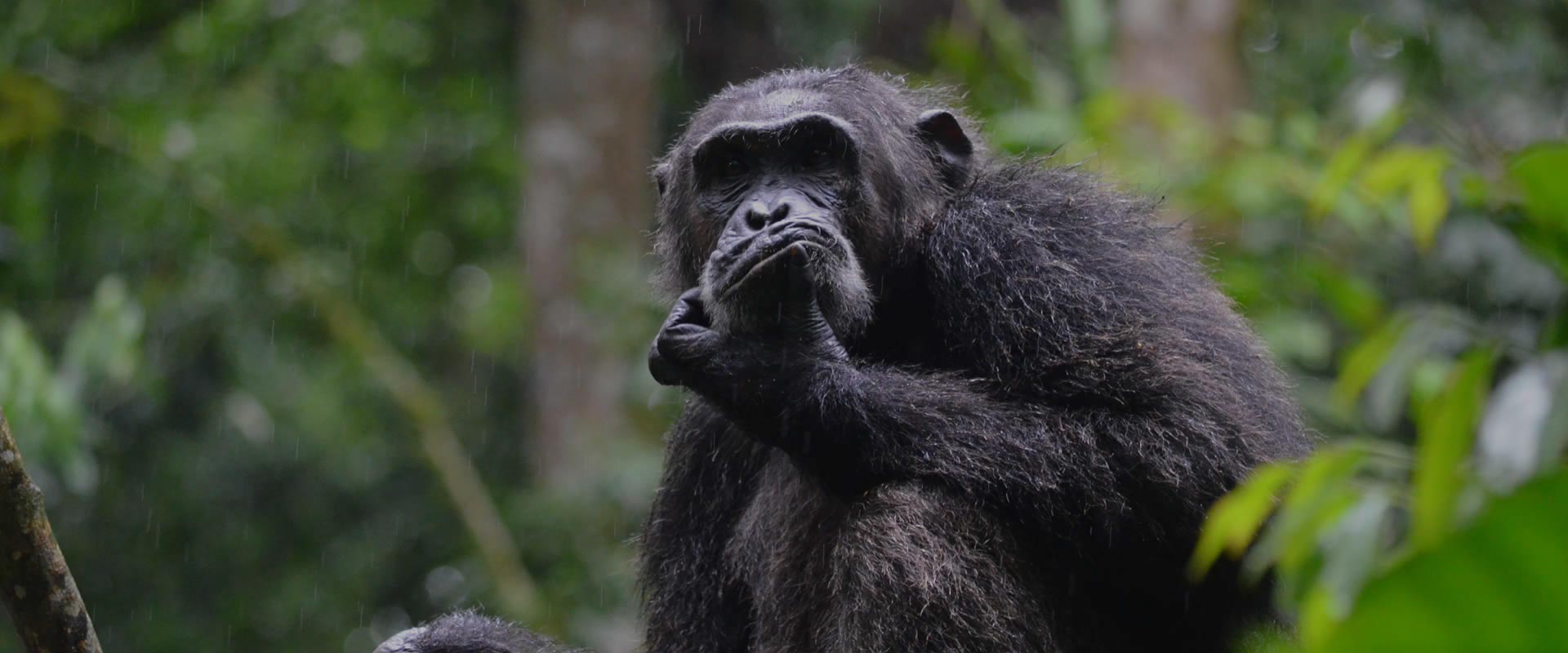 Kibale National Park – Top Destination Of Africa For Chimpanzee Tracking