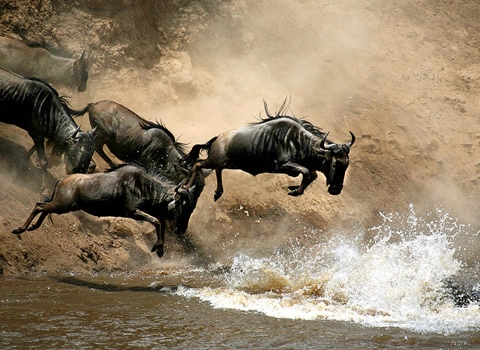 Masai Mara
