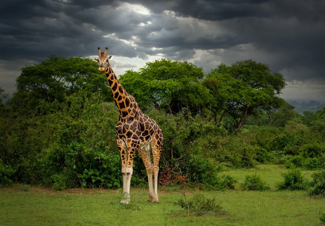Murchison Fall National Park