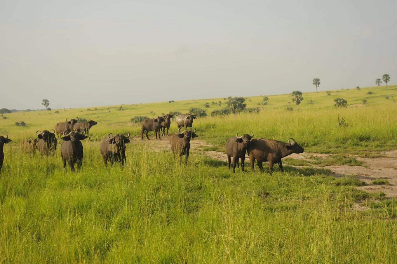 Murchison Fall National Park