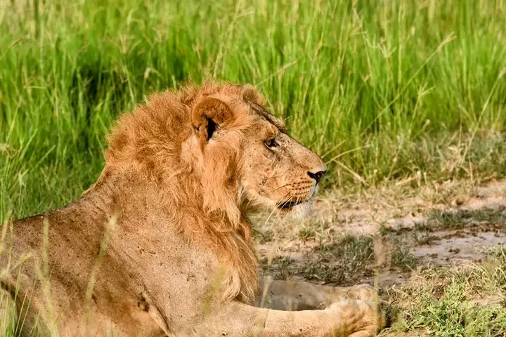 Murchison Fall National Park