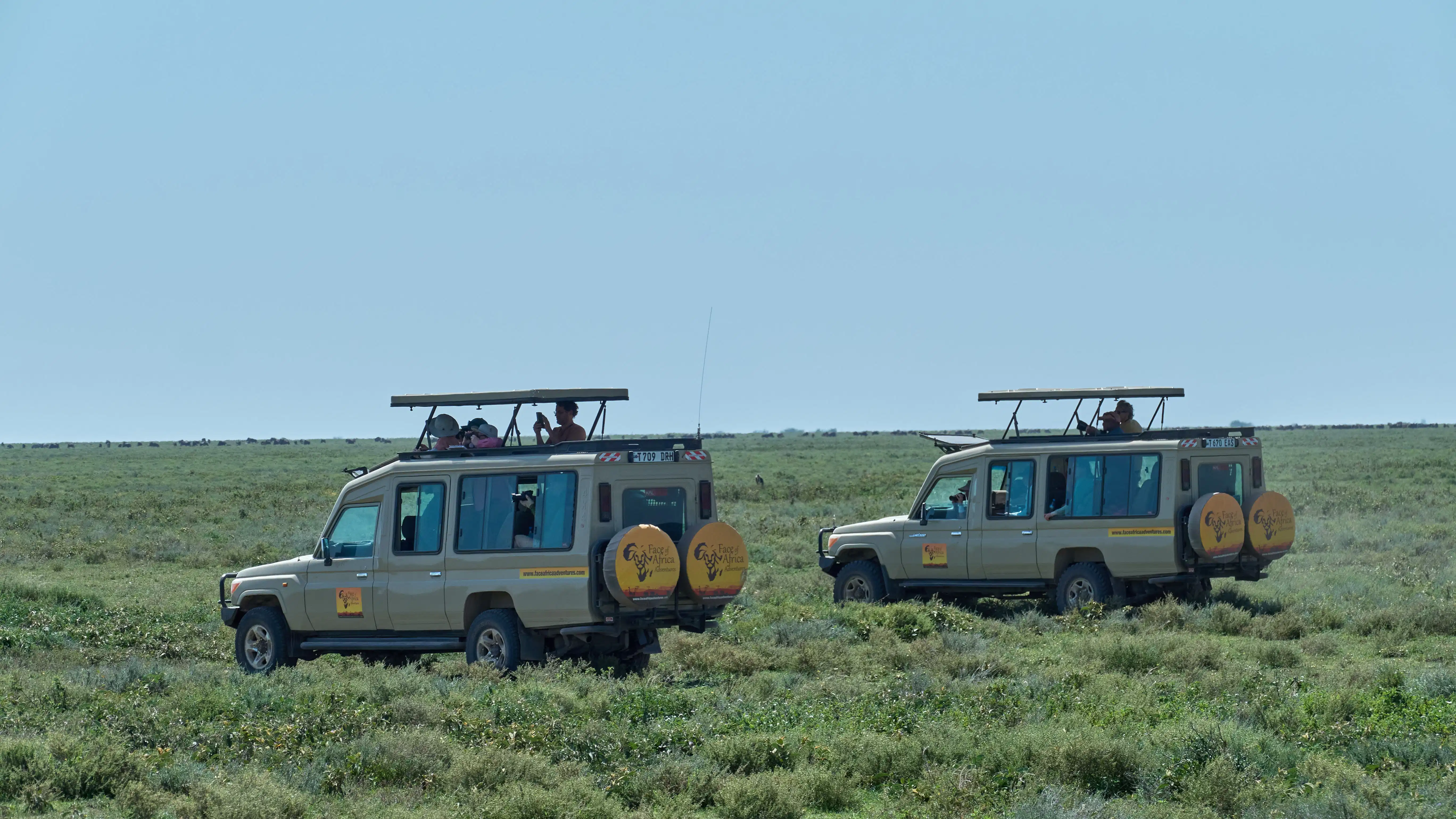 Serengeti wildebeest migration safari