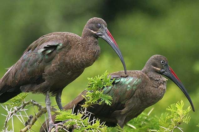 Kenya Birding Safari