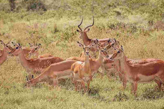 Kenya Wildlife Safari