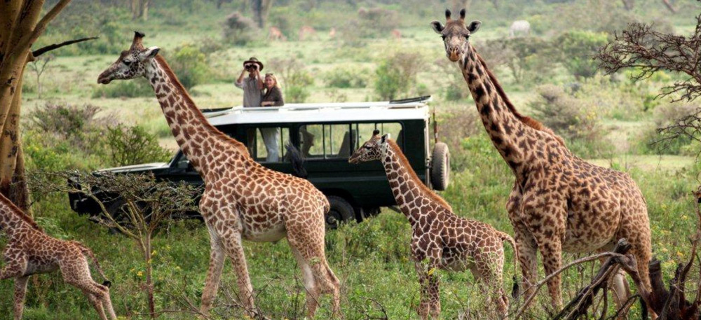Masai Mara National Rreserve Budget Safari