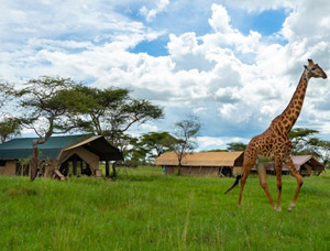15 Days Tanzania Great Circuit Luxury Private Wildlife Safari, Cultural And Excursions Tours