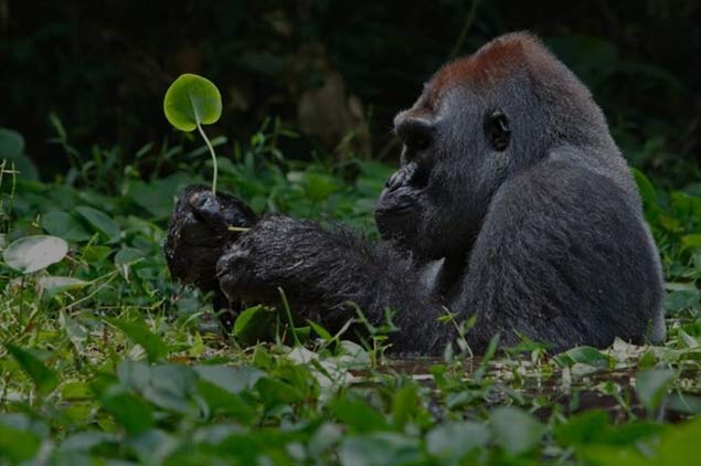 Rwanda Primates Safari