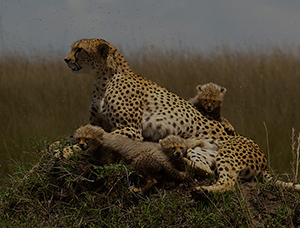 Kenya & Tanzania Safari