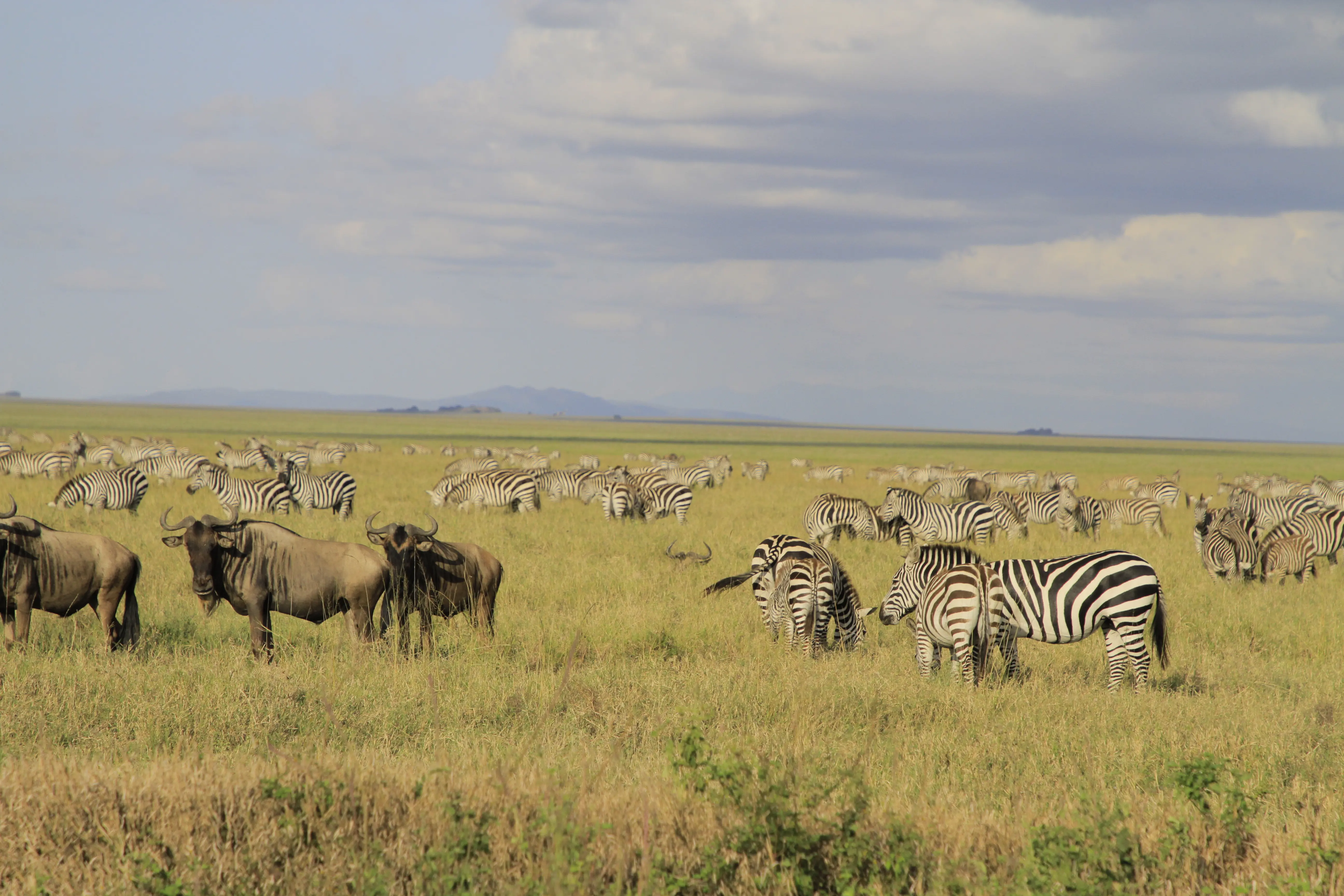 tanzania luxury safari