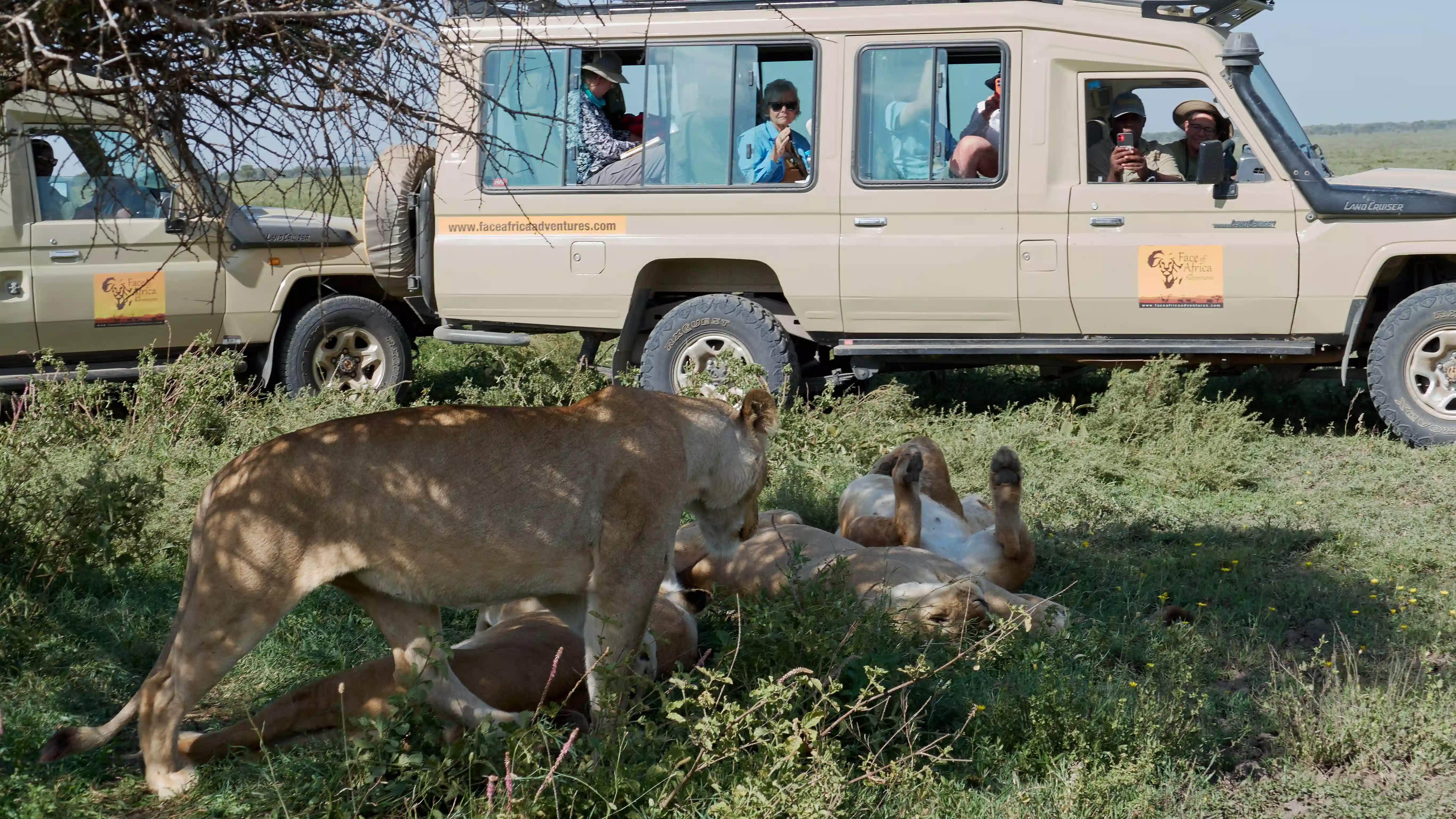 Serengeti wildebeest migration safari