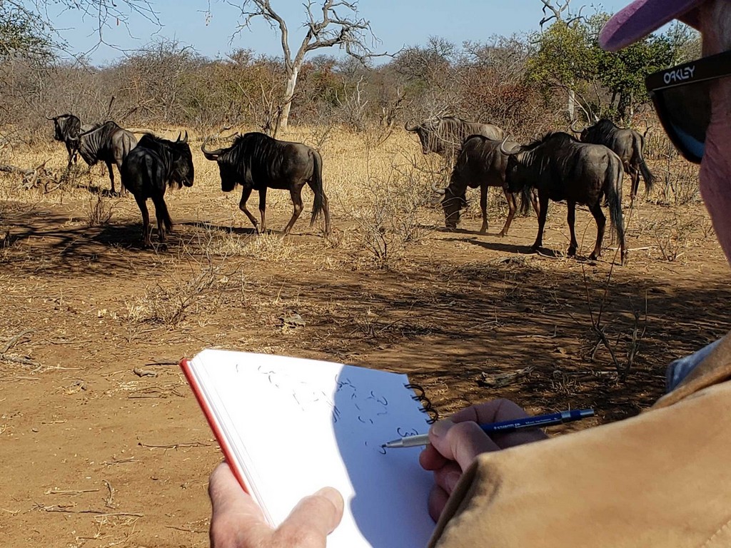 Sketching Safari