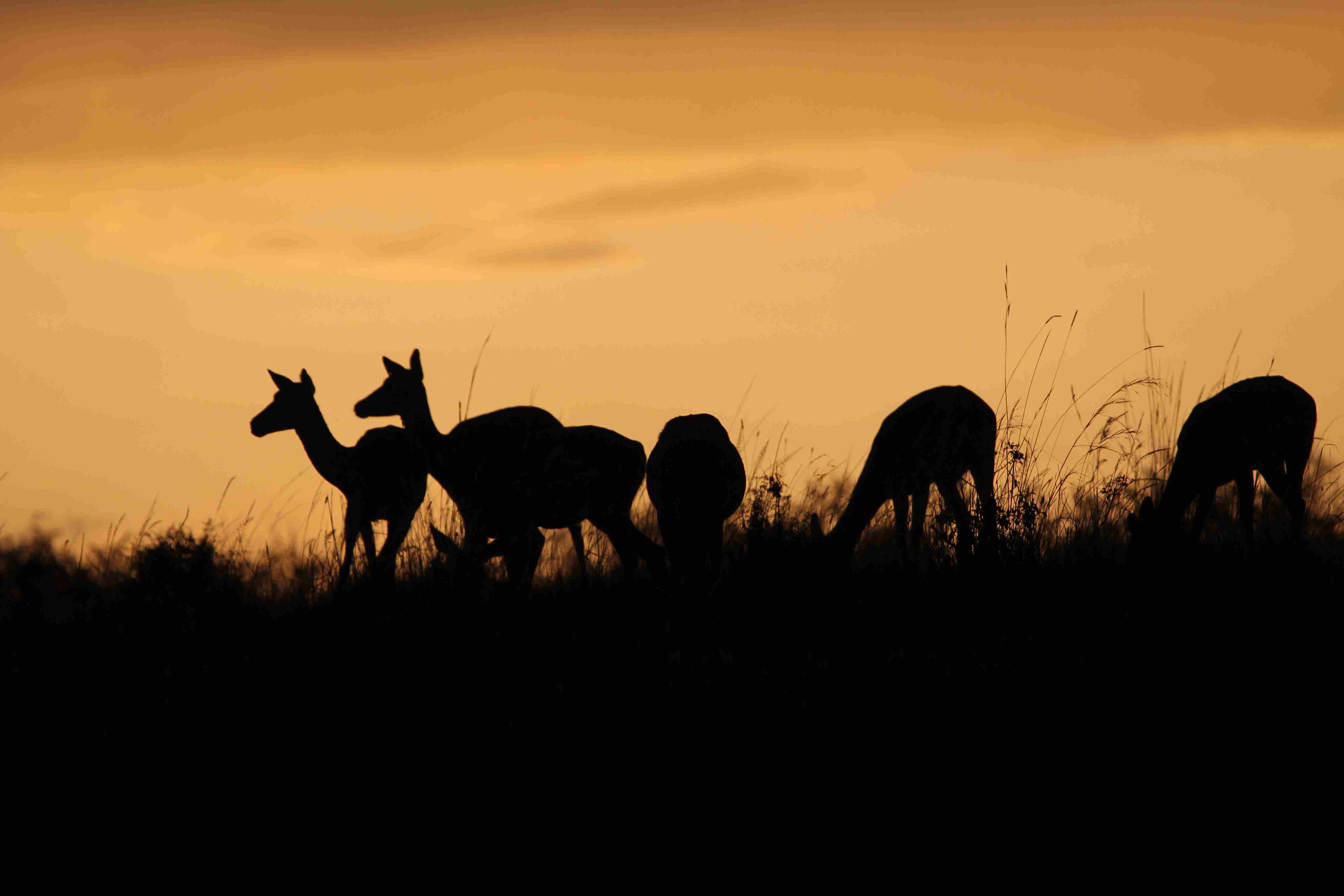 Tanzania Safari