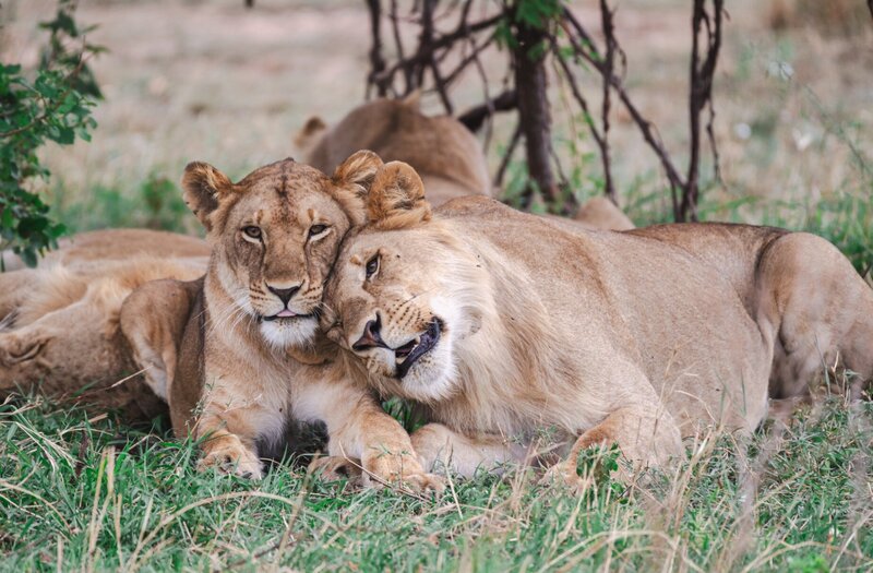 tanzania luxury safari