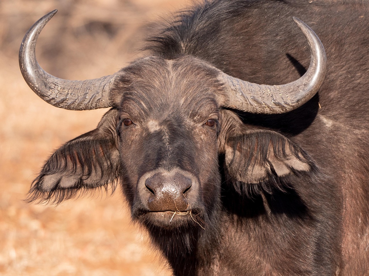 Serengeti national park