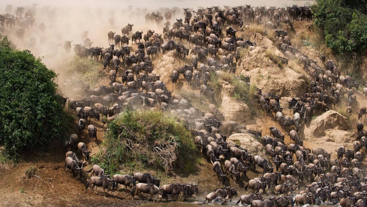 wildebeest