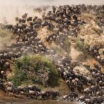 wildebeest