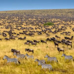 kenya safari