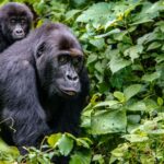 Gorilla Trekking Safari