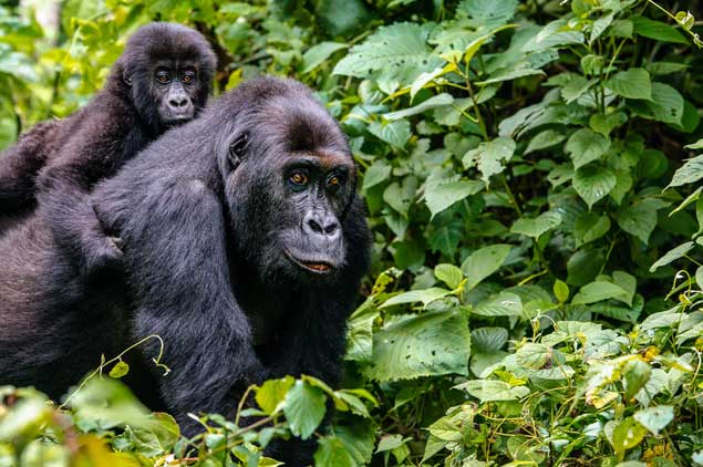 Gorilla Trekking Safari