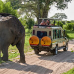 Tanzania Safari Tours