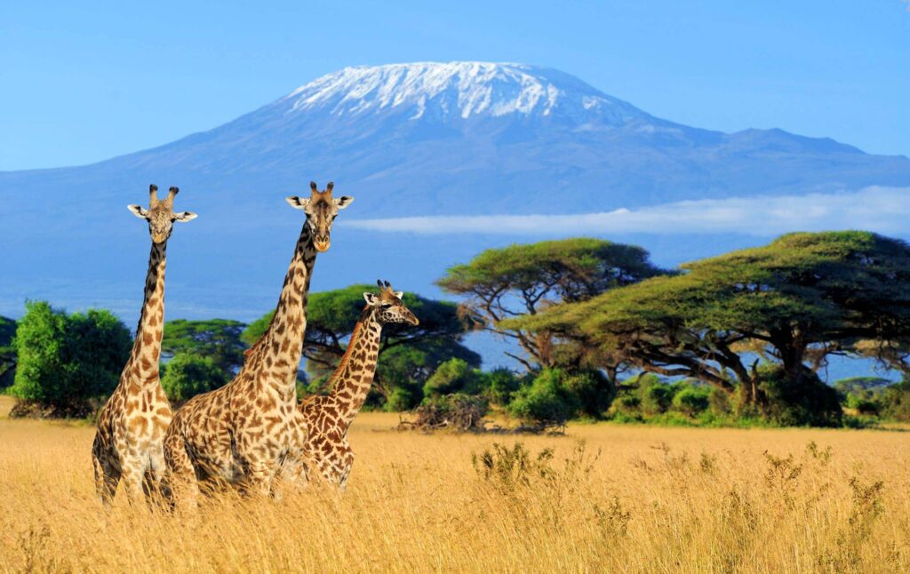 Best Time to Climb Mount Kilimanjaro