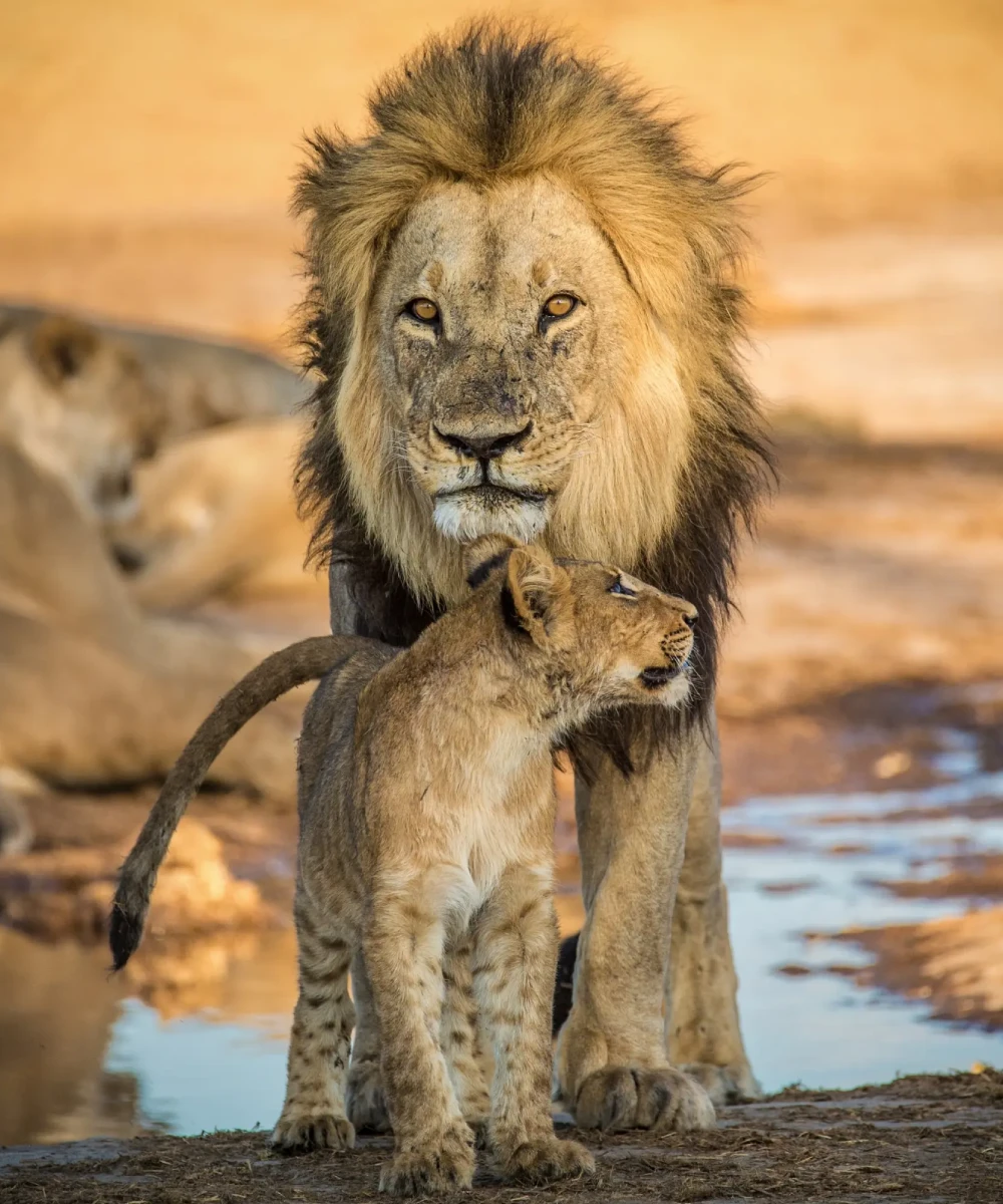 Okavango Delta Wildlife