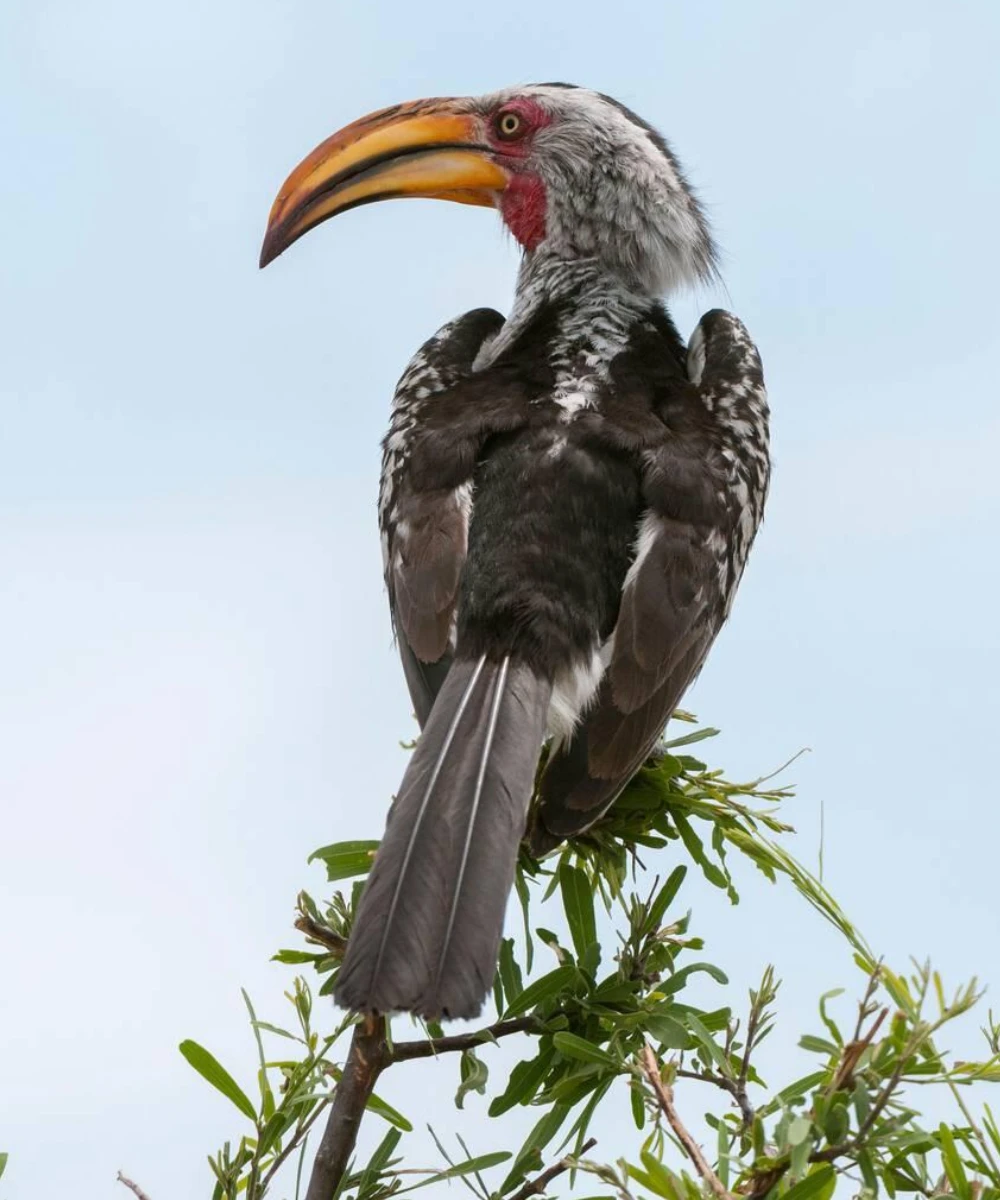 Botswana Birdlife