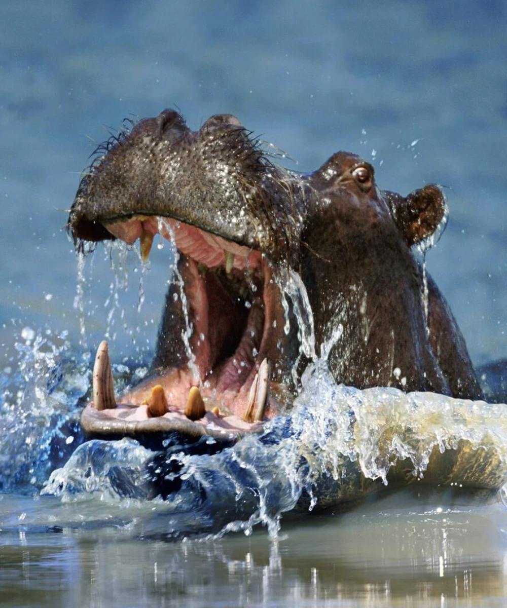 Botswana Wild Heart