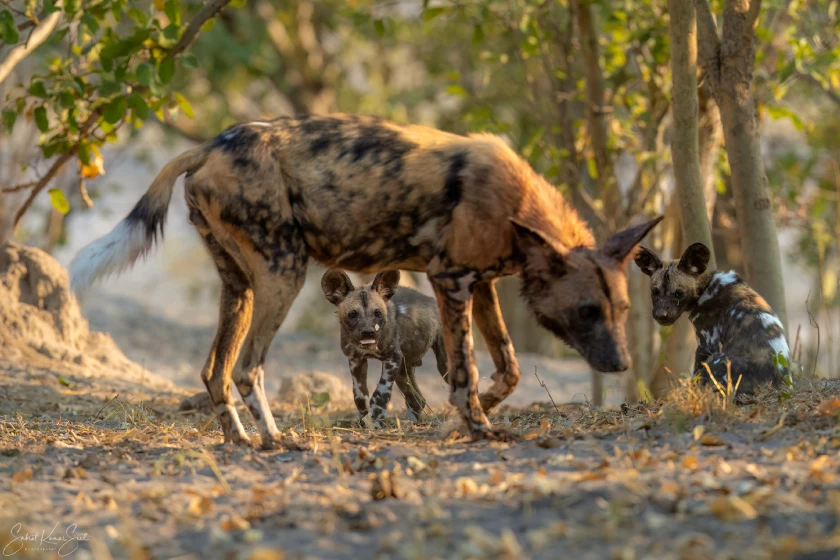 Chobe National Park Wildlife