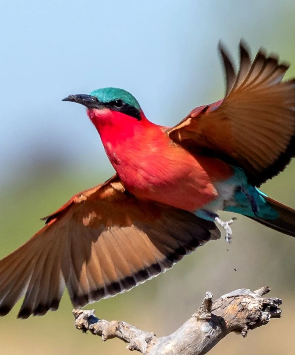 Kenya Birding Safari