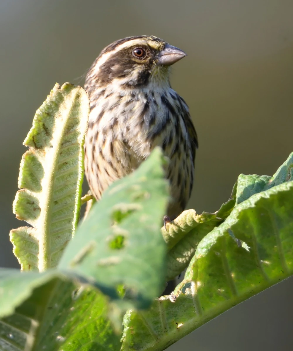 Kenya Birding Safari Attractions