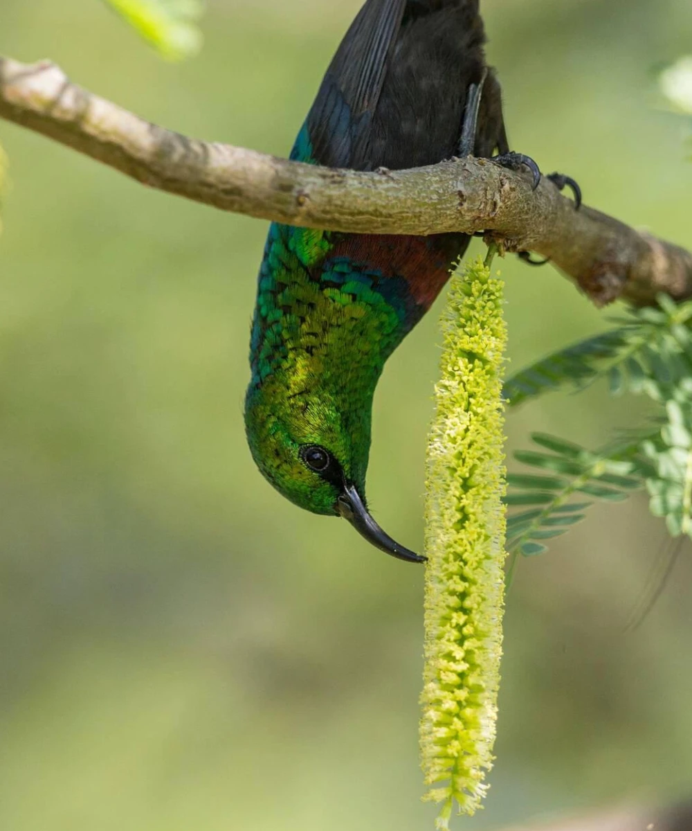 Kenya Birding Safari Attractions