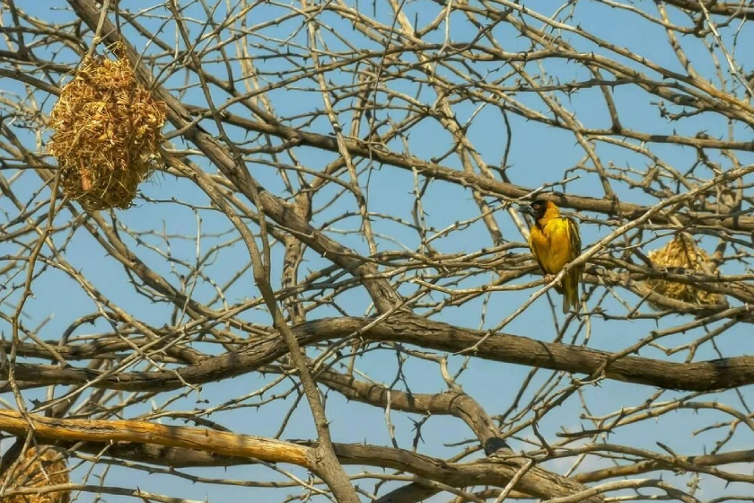 Lake Baringo Birding