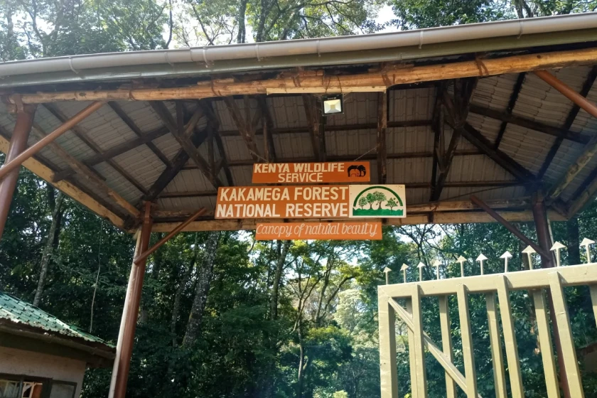 Kakamega forest