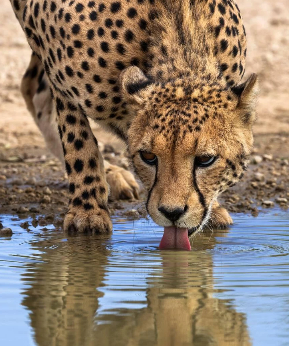 10-days-kgalagadi-transfrontier-park-self-drive-safari-1