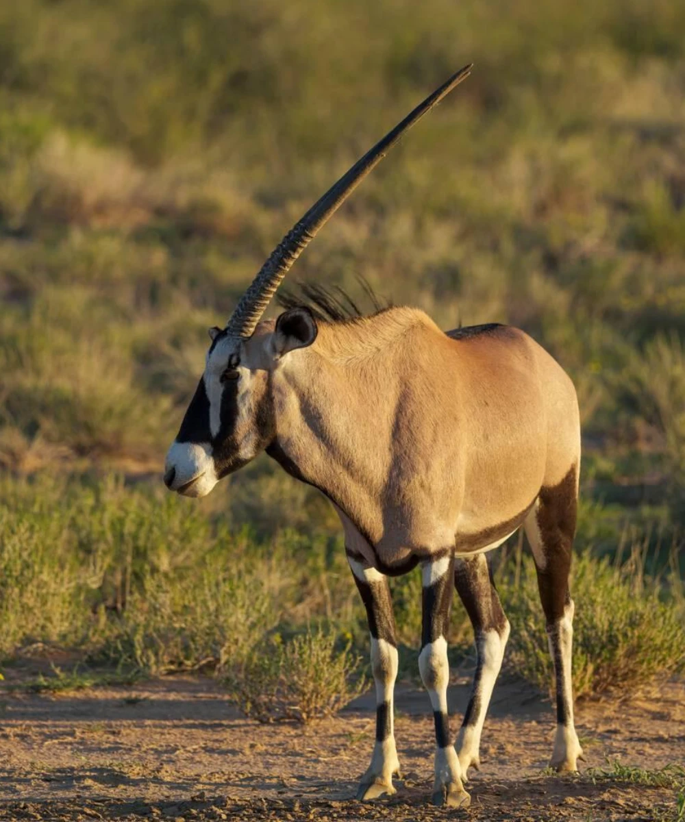 10-days-kgalagadi-transfrontier-park-self-drive-safari-2