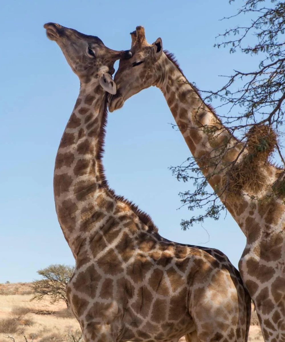 10-days-kgalagadi-transfrontier-park-self-drive-safari-3
