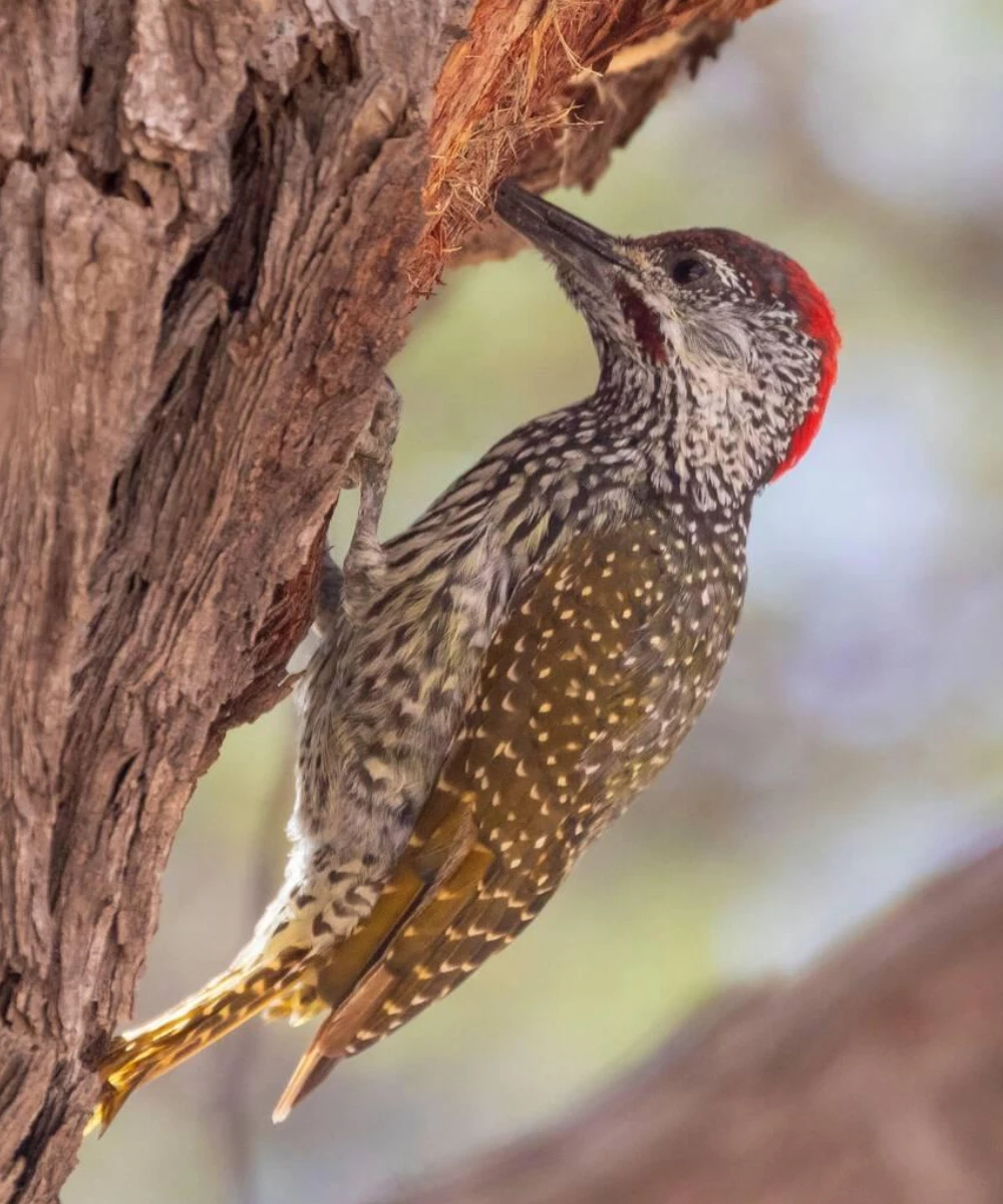 10-days-kgalagadi-transfrontier-park-self-drive-safari-4