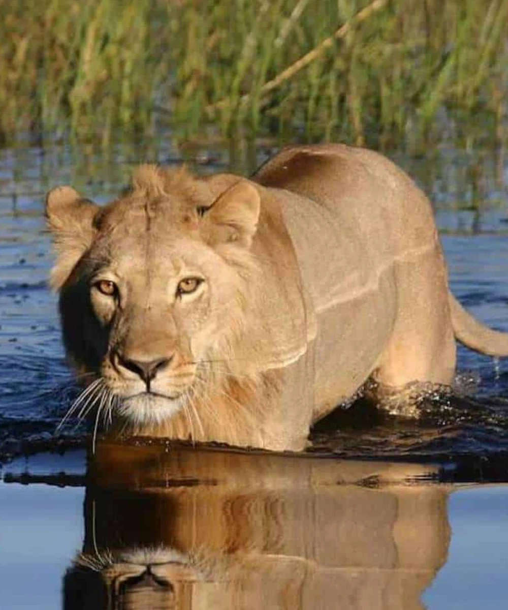Botswana Wildlife