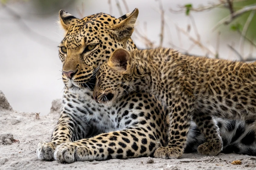Okavango Delta Wildliffe